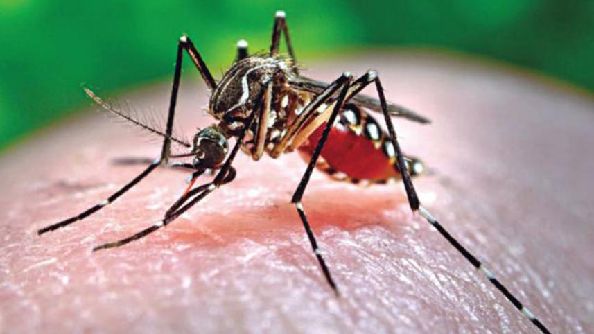 dengue fever in Dhaka