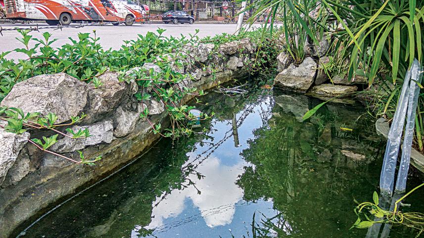 Dengue breeding.jpg