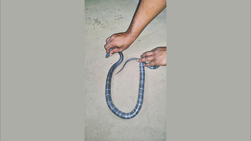 die snake bites.jpg