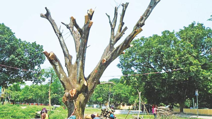 Dieback-disease-mango.jpg