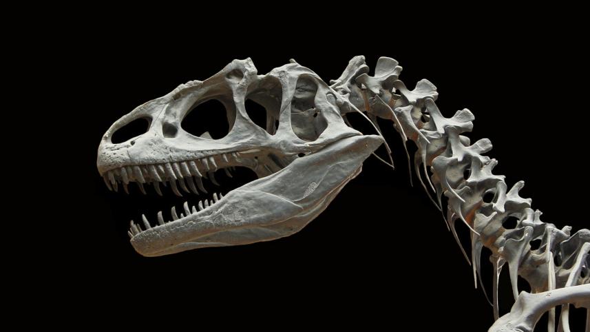dinosaur-60588_1920.jpg