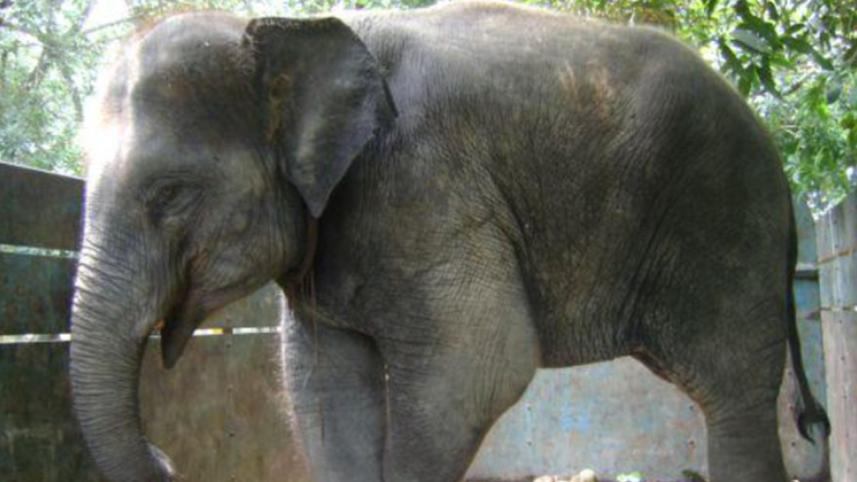 disputed-elephant.jpg
