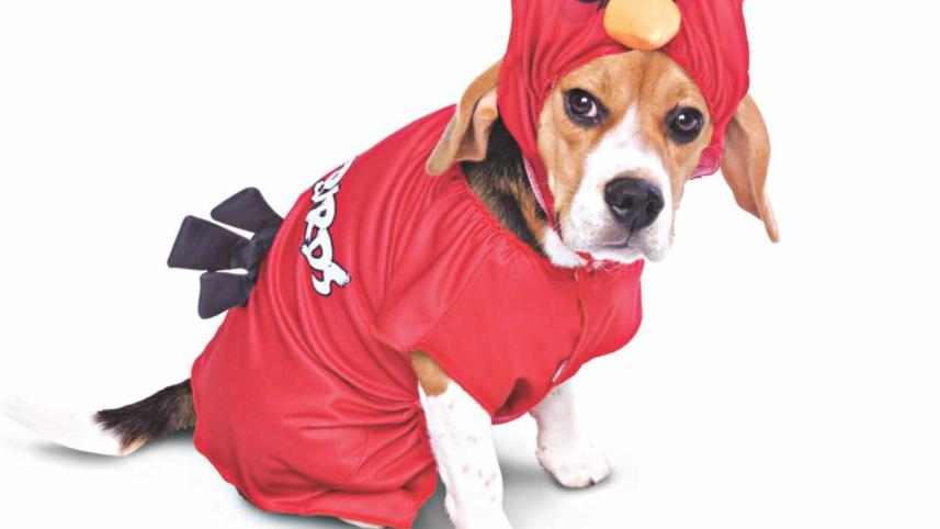 dog.jpg