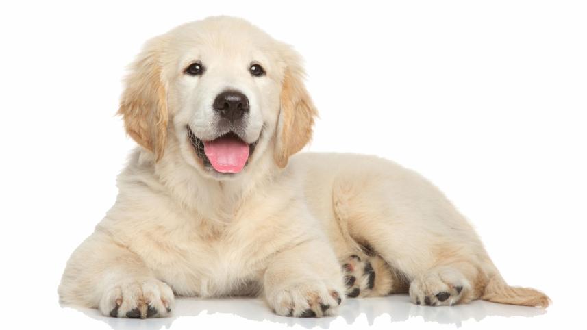 dog.jpg
