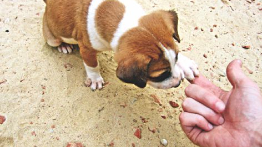dog baby.jpg