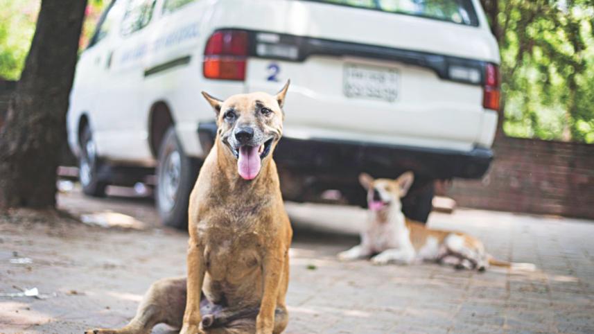 dog gang.jpg