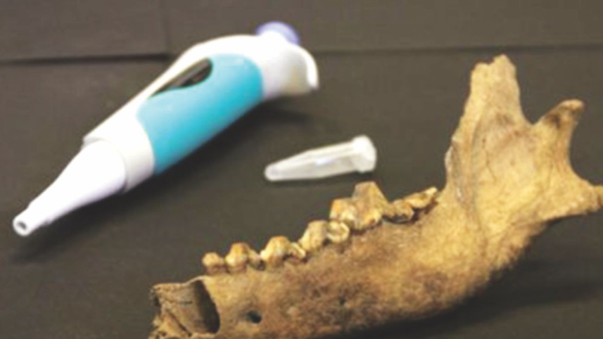 Dog skull