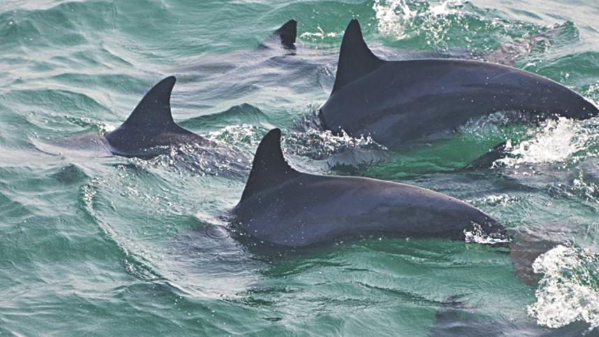 dolphin.jpg