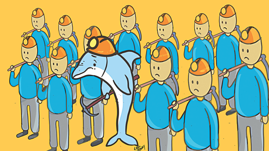 Dolphins.jpg