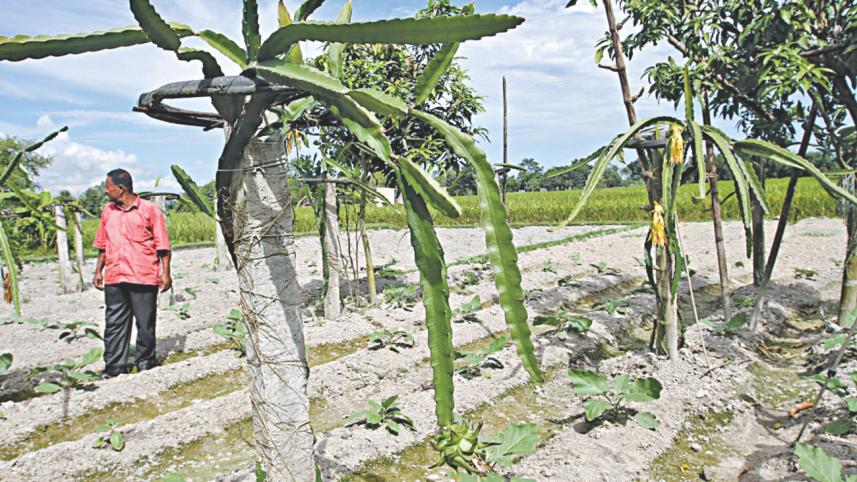 Dragon Fruit 1.jpg