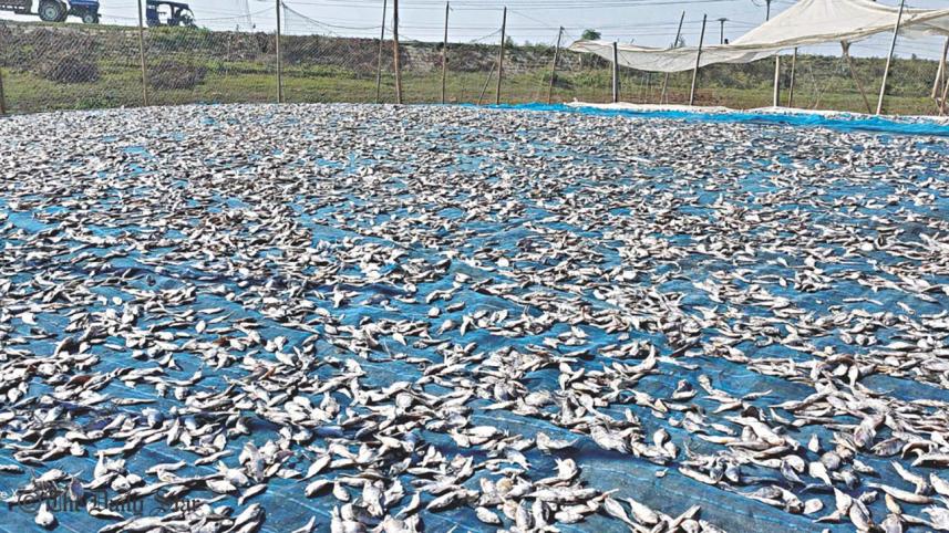 dried_fish_making_1.jpg