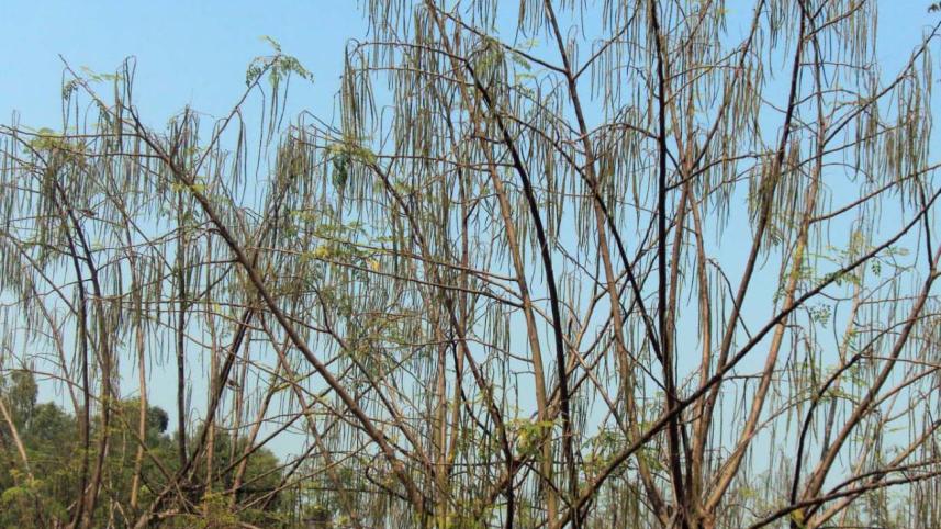 Drumstick tree.jpg