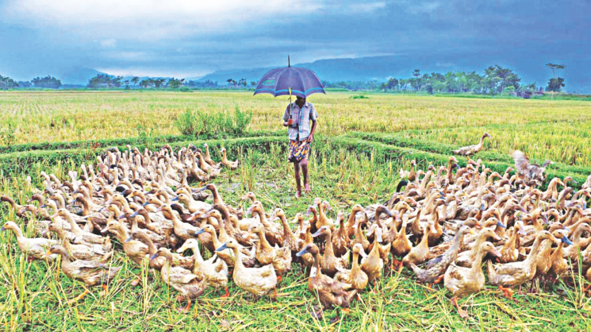 ducks.jpg