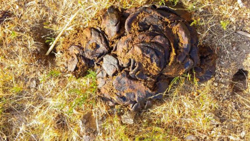 Dung-web.jpg