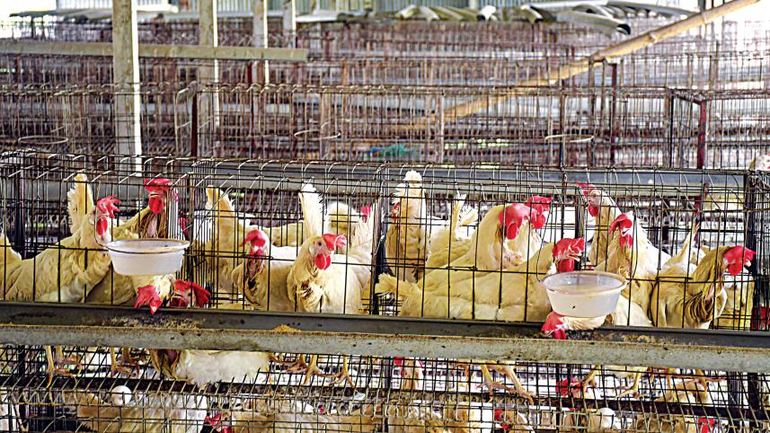 Egg-producers-cracking.jpg