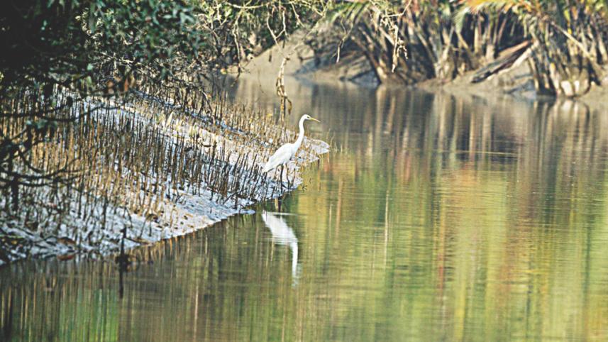 Egret.jpg