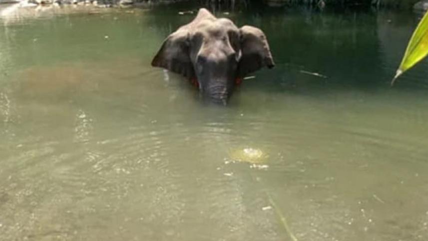 Elephant-1.jpg