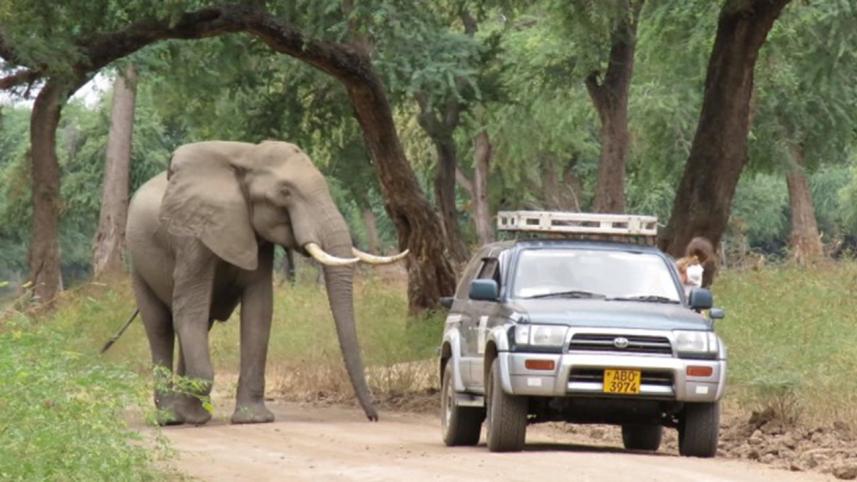 elephant.jpg
