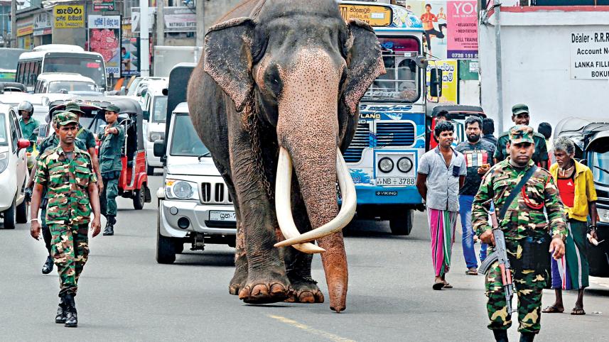 elephant.jpg