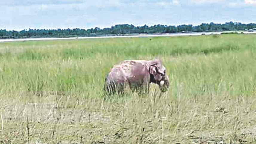 elephant.jpg