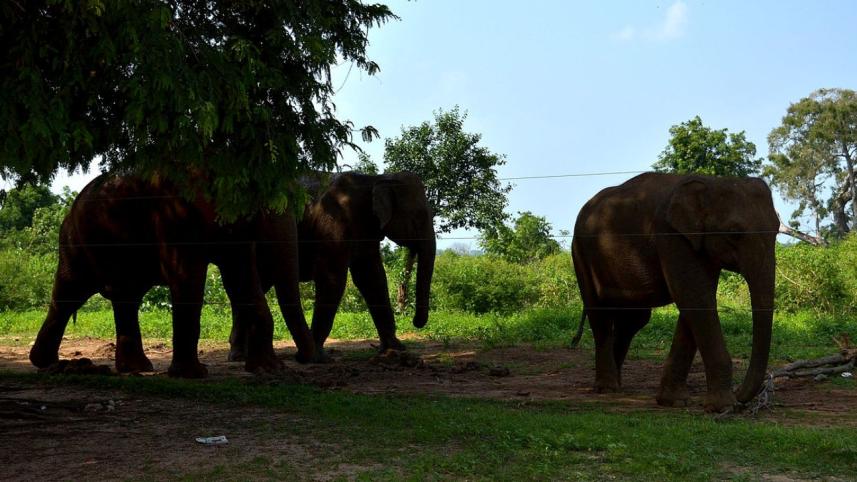 Elephant at Hambantota.jpg