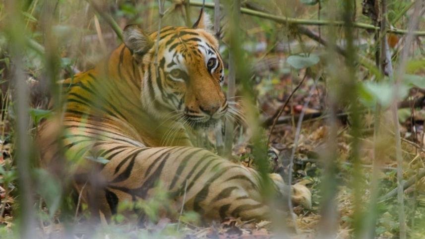 elusive-Bengal-tiger.jpg