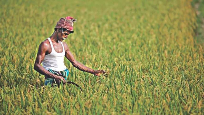 farmer.jpg