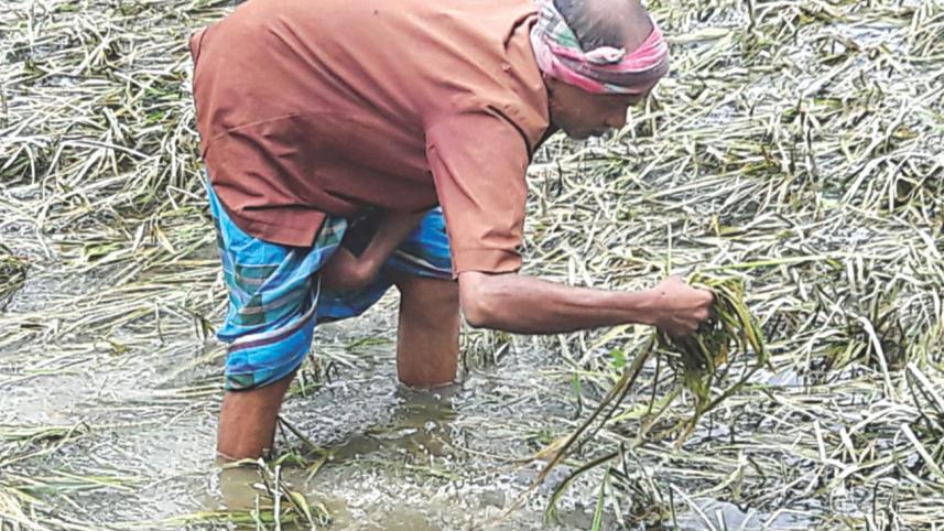 farmer.jpg