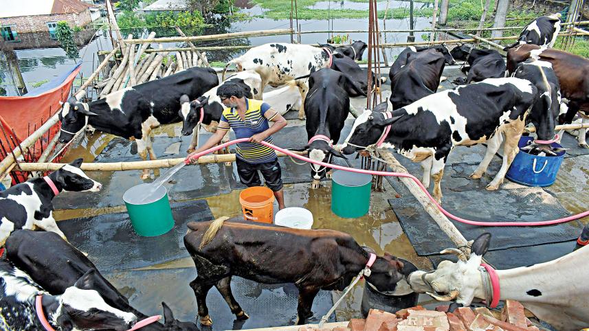 Farming-sacrificial-cattle.jpg