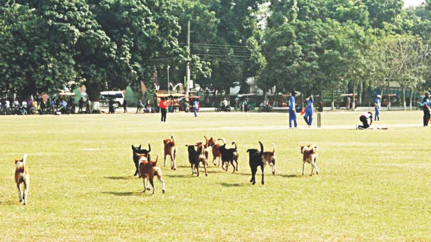 field.jpg