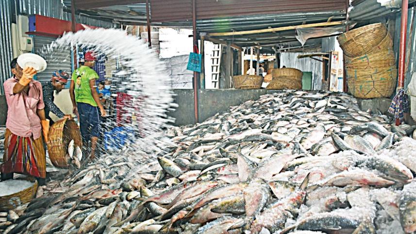 Fish.jpg
