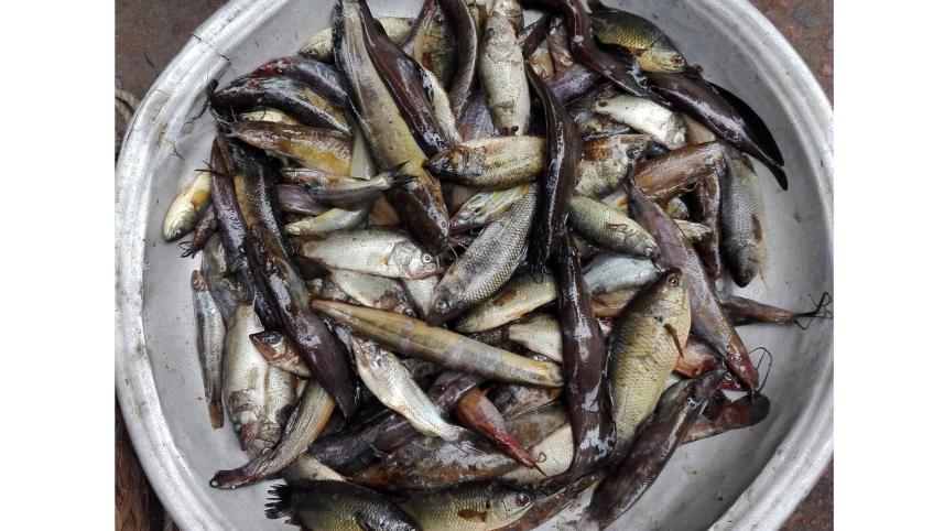 FISH.jpg