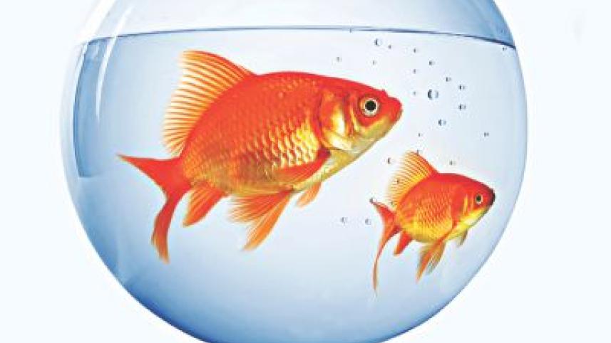fish.jpg
