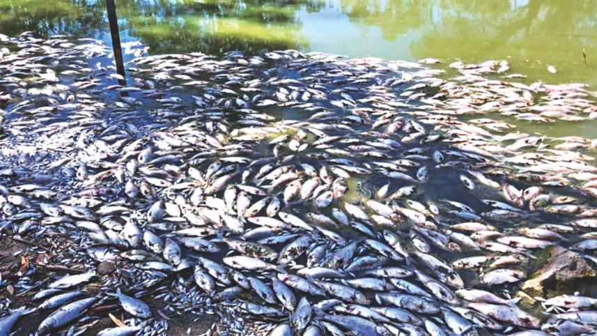 fish die.jpg