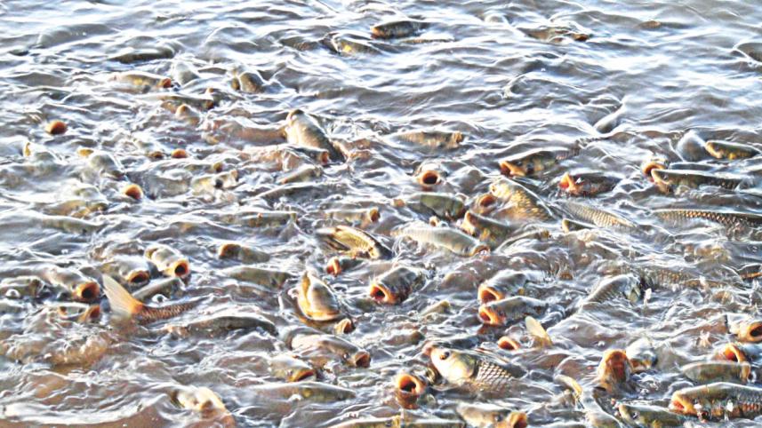 Fish farm.jpg