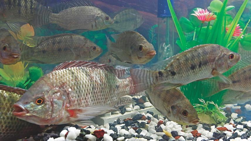 fish fest 1.jpg
