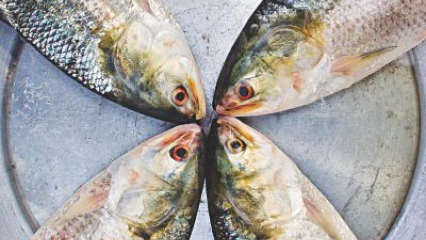 fish habit.jpg