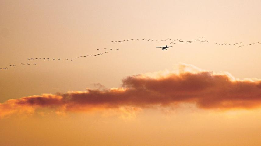Flight