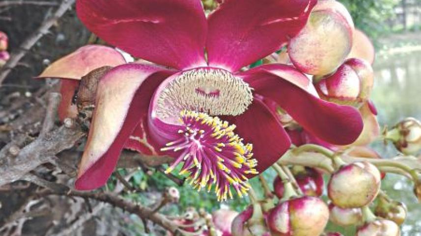 flower.jpg