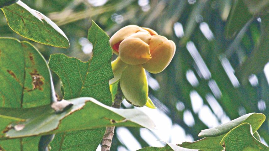 flower.jpg