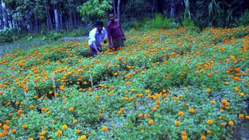 flower garden 