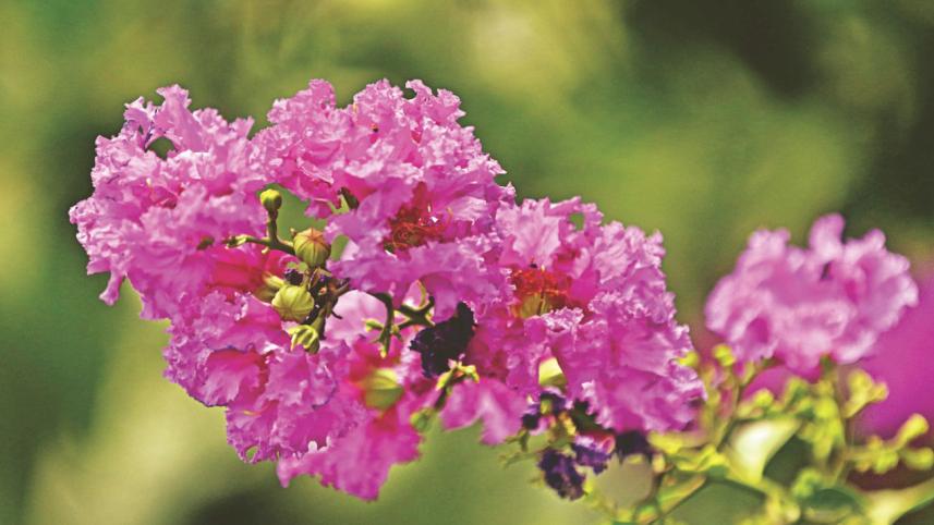 flowers 3.jpg