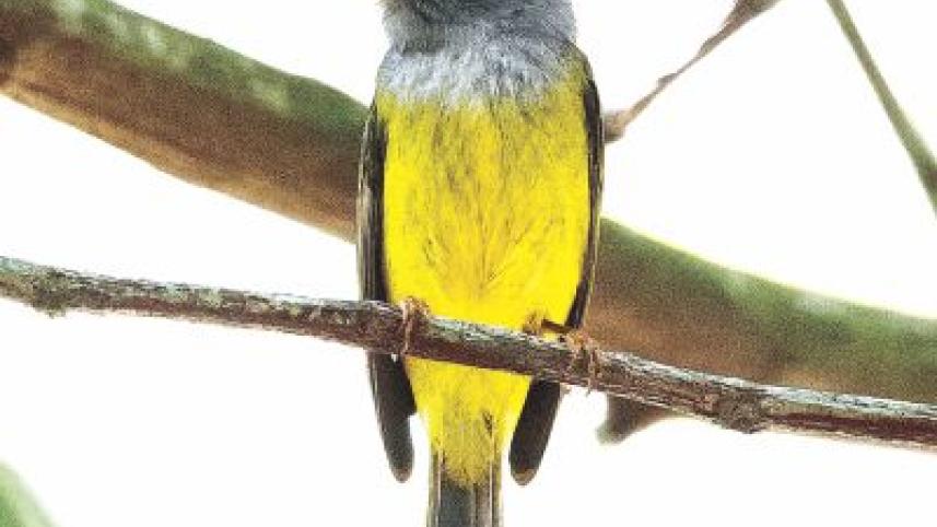 Flycatchers.jpg