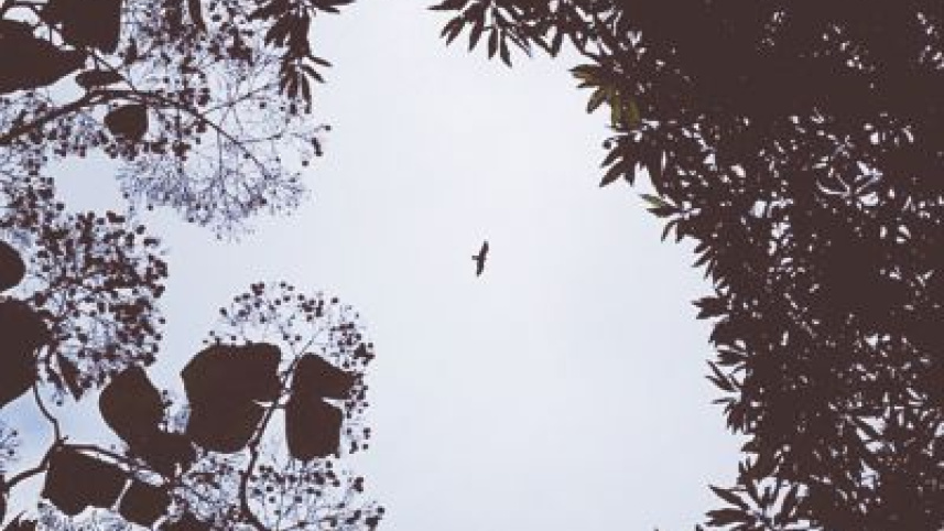 flying.jpg