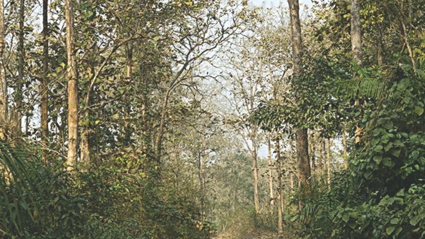 forest.jpg