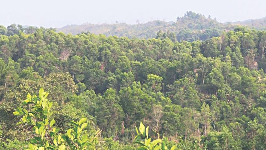 forest in Shuknachhori.jpg