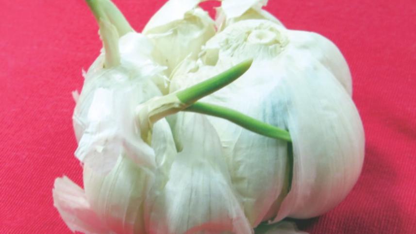 Garlic the Great!