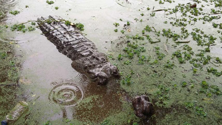 Gharial-2WB.jpg