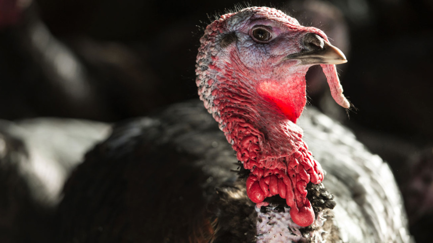 Giant-Turkey.jpg