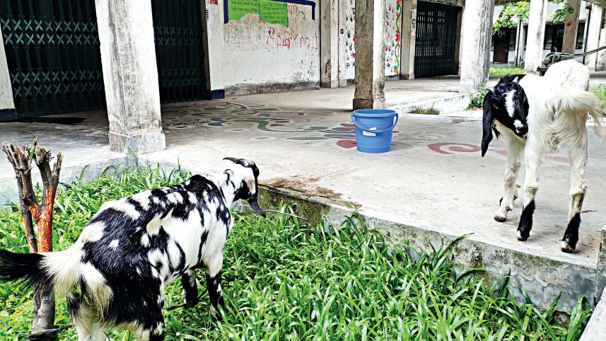 goats-and-burglars.jpg